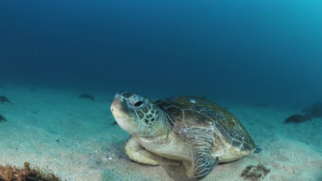 A-scuba-diver-participating-in-a-turtle-research-program-unique-underwater-view-of-a-sea-turtle-as-it-rests-on-the-ocean-floor