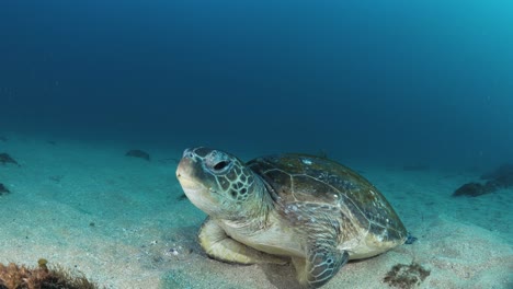 A scuba diver participating in a turtle research program unique underwater view of a sea turtle as it rests on the ocean floor