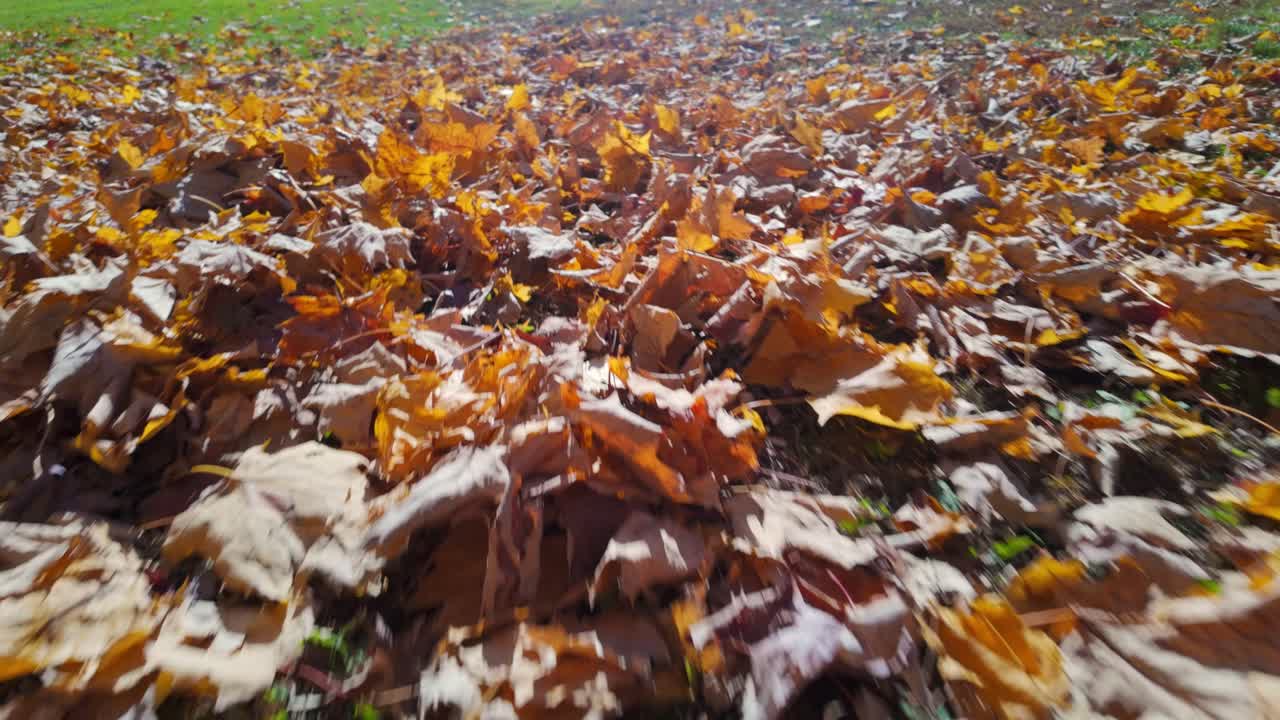 Dried Fallen Autumn Maple Leaves On Mount Royal Park In Montreal, Canada. Low Aerial Shot