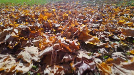dried fallen autumn maple leaves on mount royal park in montreal, canada. low aerial shot