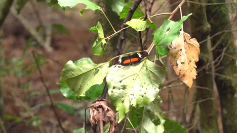 Butterfly-in-leaf-in-forest