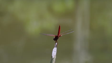 dropwing cramoisi libellule rouge violet debout sur une branche, queue vers le haut pour réduire la température