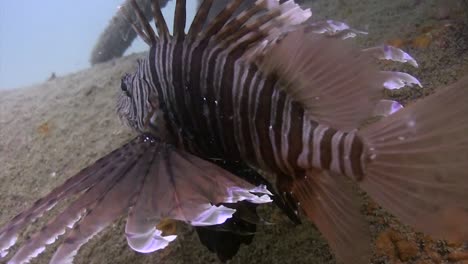 lionfish at junkyard 15