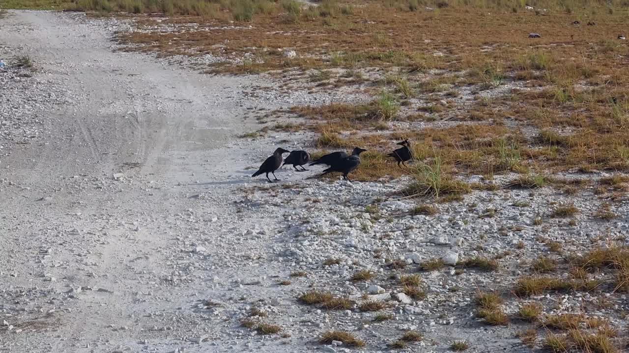 A flock of crows sits on a gravel road in the Maldives, showing natural animal behaviour in a quiet setting with no people, highlighting wildlife presence in a tropical island environment