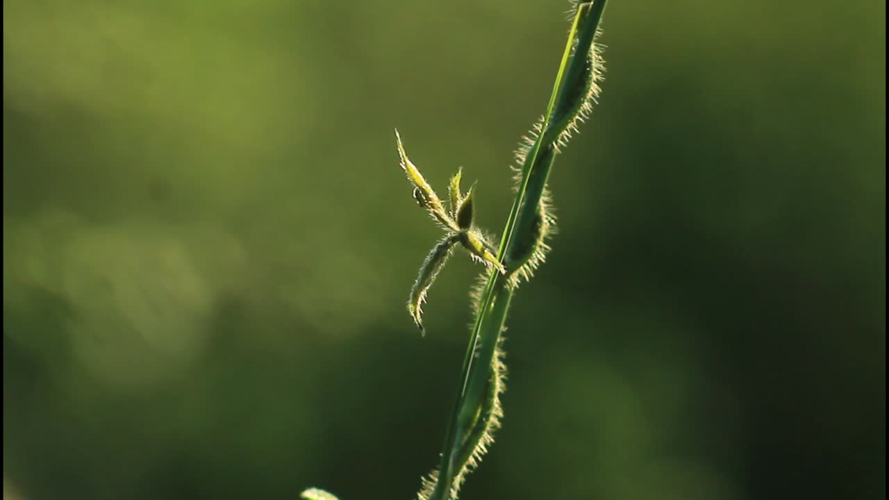 primer plano de un tallo de una planta