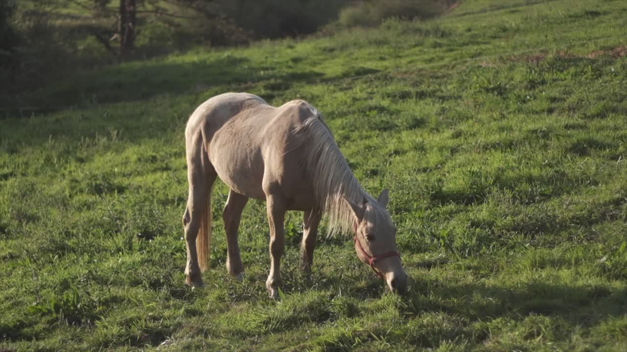 pequeño caballo solitario solitario pastando en campos verdes de primavera