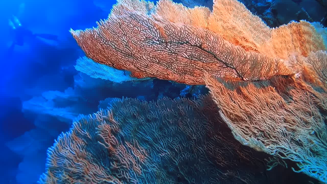 Slow trucking shot above Giant Gorgonian, or Pink Sea Fan. Close up