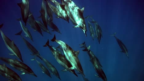 a family of dolphins descending unto the deep ocean - underwater shot