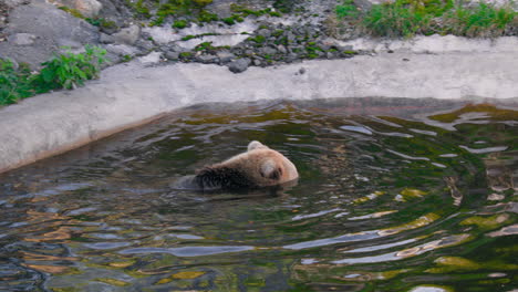 brown bear shaking his head, while swimming, on a sunny summer day - ursus arctos - pan view