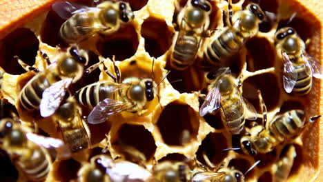 busy honey bees in a honeycomb