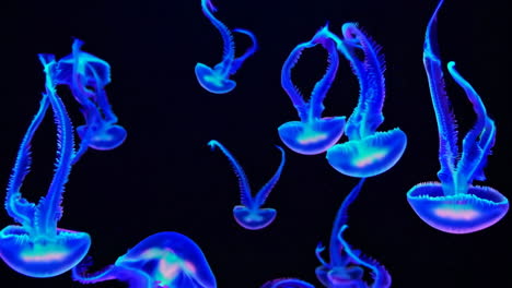 vibrant bioluminescent jellyfish in the dark
