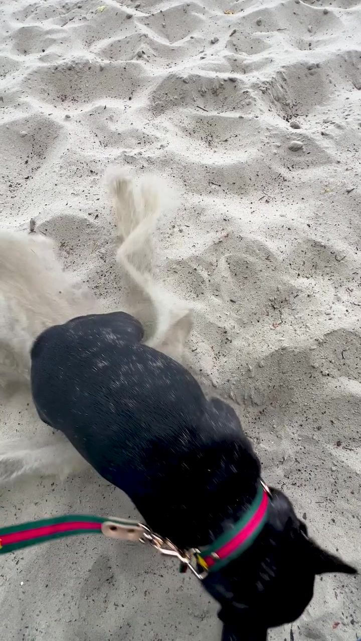 Uma foto vertical autêntica de um filhote de buldogue francês preto cavando e brincando na areia durante um passeio de bem-estar na praia. Ponto de vista de ângulo alto mostrando atividade de animal de estimação ao ar livre
