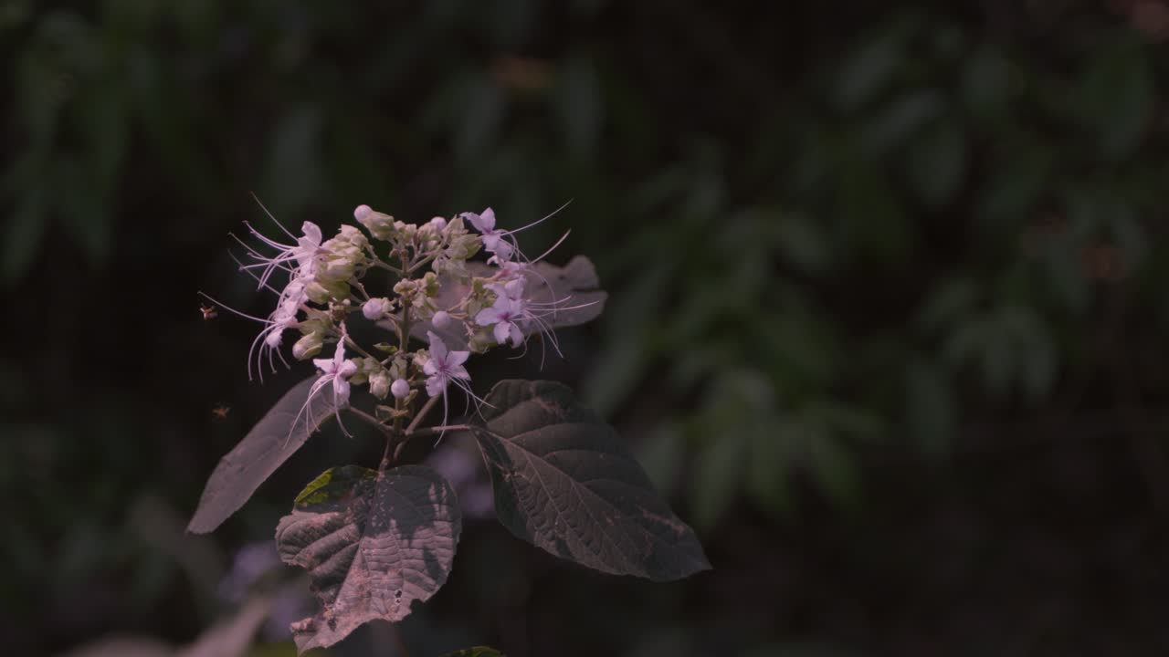 Calotropis giantea or crown flower is blooming.