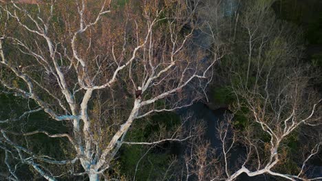 aerial view of bald eagle perched on tree limb with another eagle landing