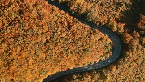 Imágenes-Aéreas-De-Drones-De-Camiones-Conduciendo-En-Un-Camino-Sinuoso-En-Forma-De-U-En-Medio-De-Un-Bosque-De-Colores-Otoñales