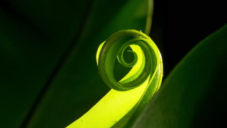 fern unfurling, spiral unwinding vivid green plant