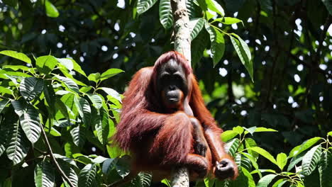 orangutan in a rainforest tree