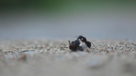 black antsa attack a dead flies - close up shot