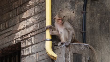female long-tailed macaque macaca fascicularis with its baby sitting on top of an electric box, outside of a building in lopburi province, thailand