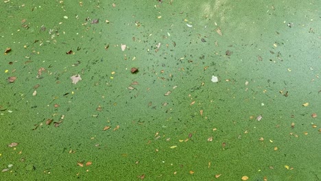 duckweed floating on water with scattered leaves