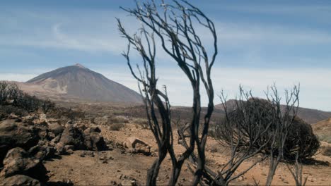 natural area affected by fire, climate change, global warming