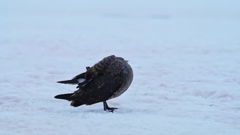 pájaro marino antártico en la nieve y el hielo, pájaro skua polar sur de cerca en el paisaje invernal en el suelo nevado blanco, podando y limpiando sus plumas en la península antártica