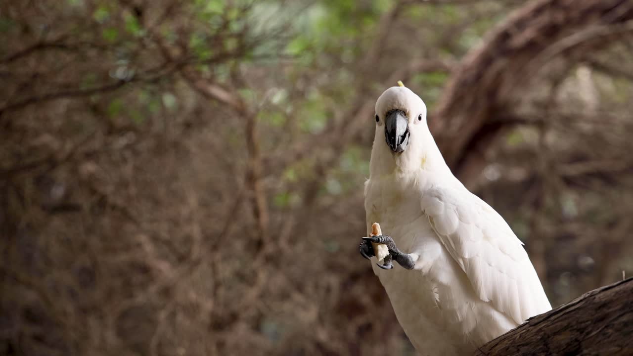 la cacatúa se alza en la rama, comiendo comida