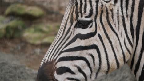 zebra profile