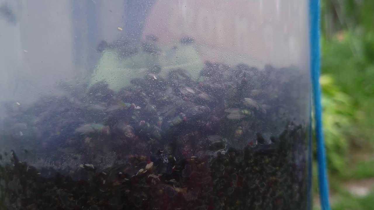 moscas atrapadas en una trampa para moscas en la granja
