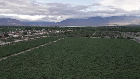 cafayate vineyards in argentina, aerial above green plant agricultural landscape in south american grapes and wine production valley, salta