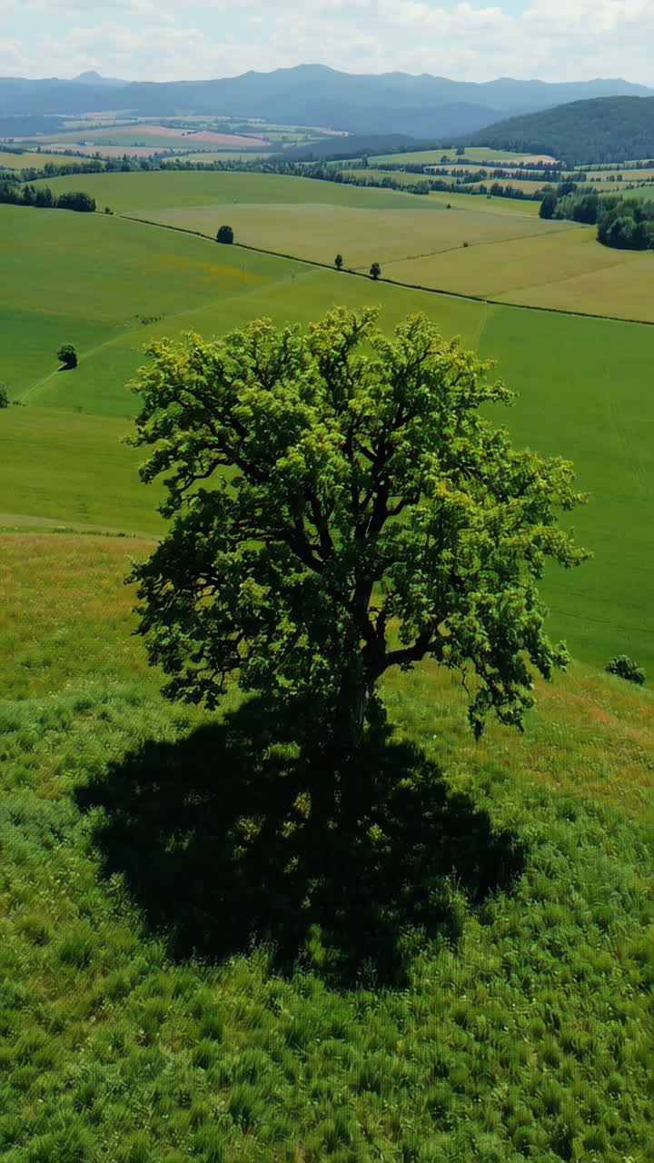 Vista panoramica di un albero in una valle verde