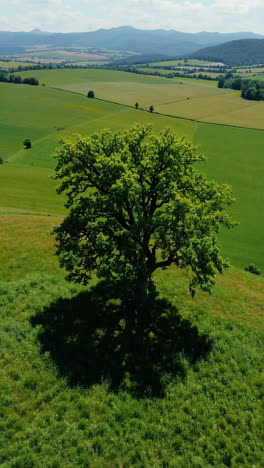 scenic view of a tree in a green valley