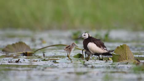 pheasant tailed jacana saving chicks from rain