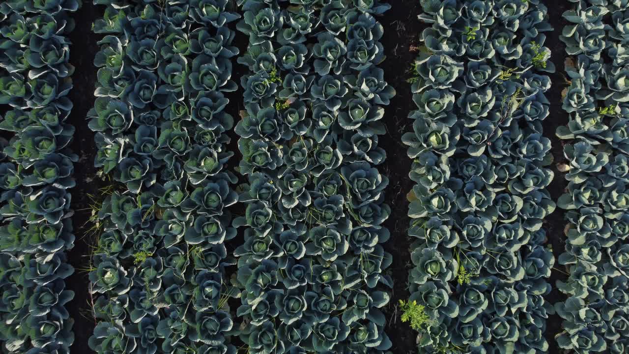 Drone shot reveals large cabbage farm field in harvesting season, Top view