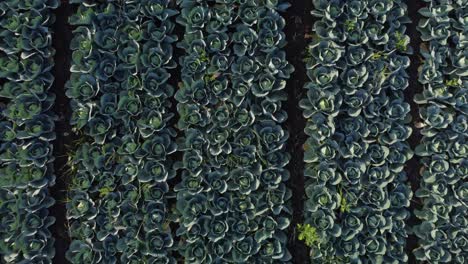 drone shot reveals large cabbage farm field in harvesting season, top view