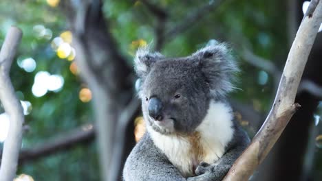 koala sitting on a tree branch