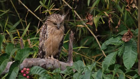 Blick-Von-Links-Nach-Rechts-Und-Neugierig,-Was-Darunter-Ist,-Buffy-Fish-Owl-Ketupa-Ketupu,-Thailand