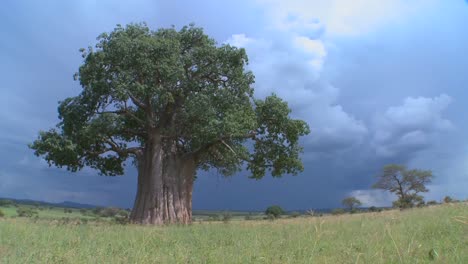 A baobab tree in Tarangire Park against a threatening sky