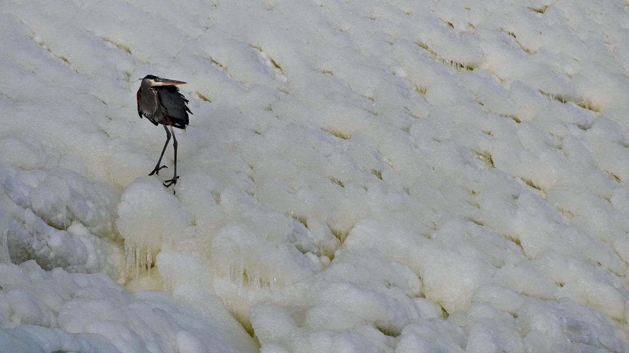 Great blue heron standing on frozen ice sheet during winter at Hoover Reservoir wetlands