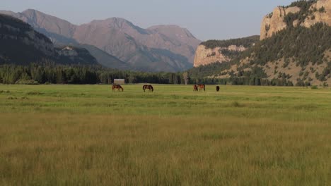 horses grazing in a peaceful mountain valley