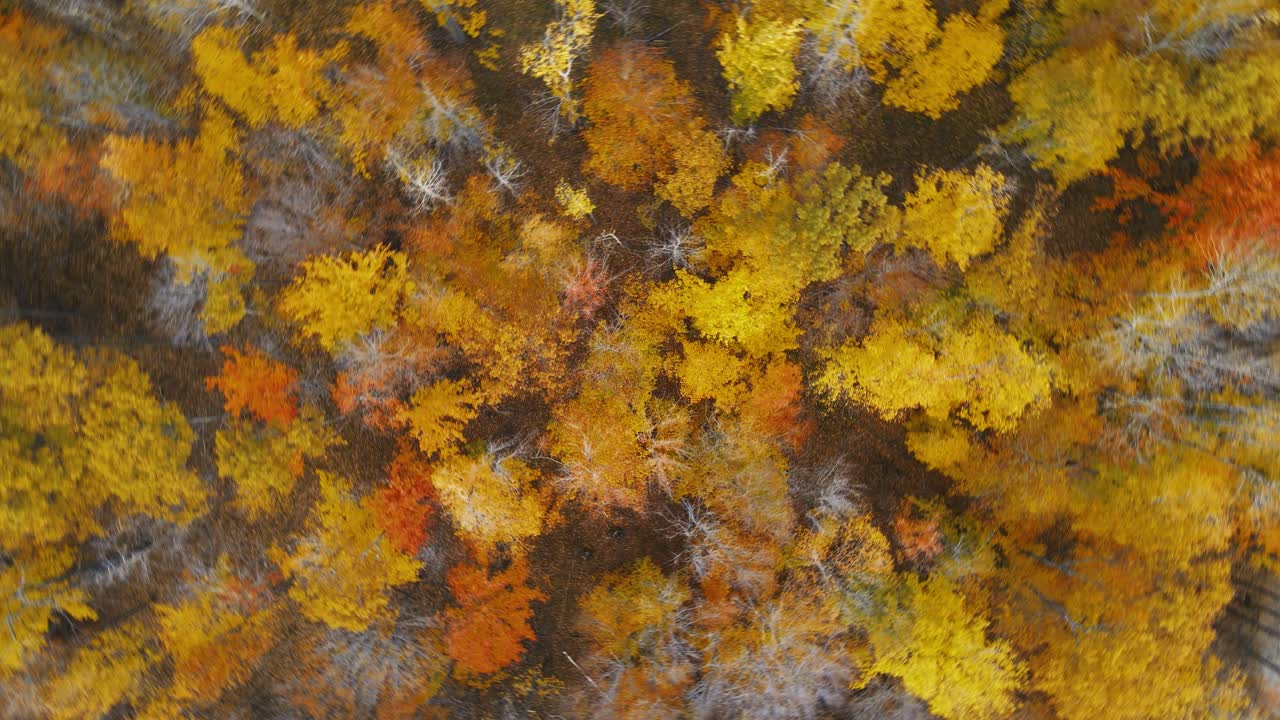 giro aéreo rápido sobre los colores cambiantes del otoño