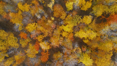 giro aéreo rápido sobre los colores cambiantes del otoño