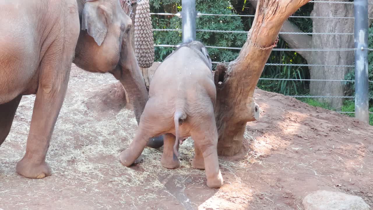 나무 근처 에 있는 두 마리 의 코끼리 들, 한 마리 는 배설 을 하고 있다