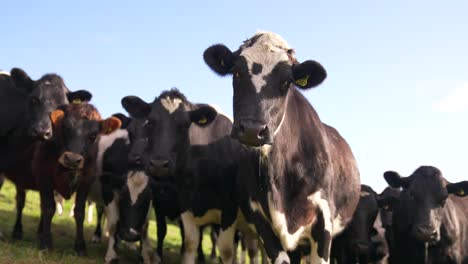 curious cows standing in grass field looking at camera, sunny day