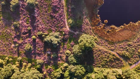 aerial view of purple heather landscape with lake and winding path