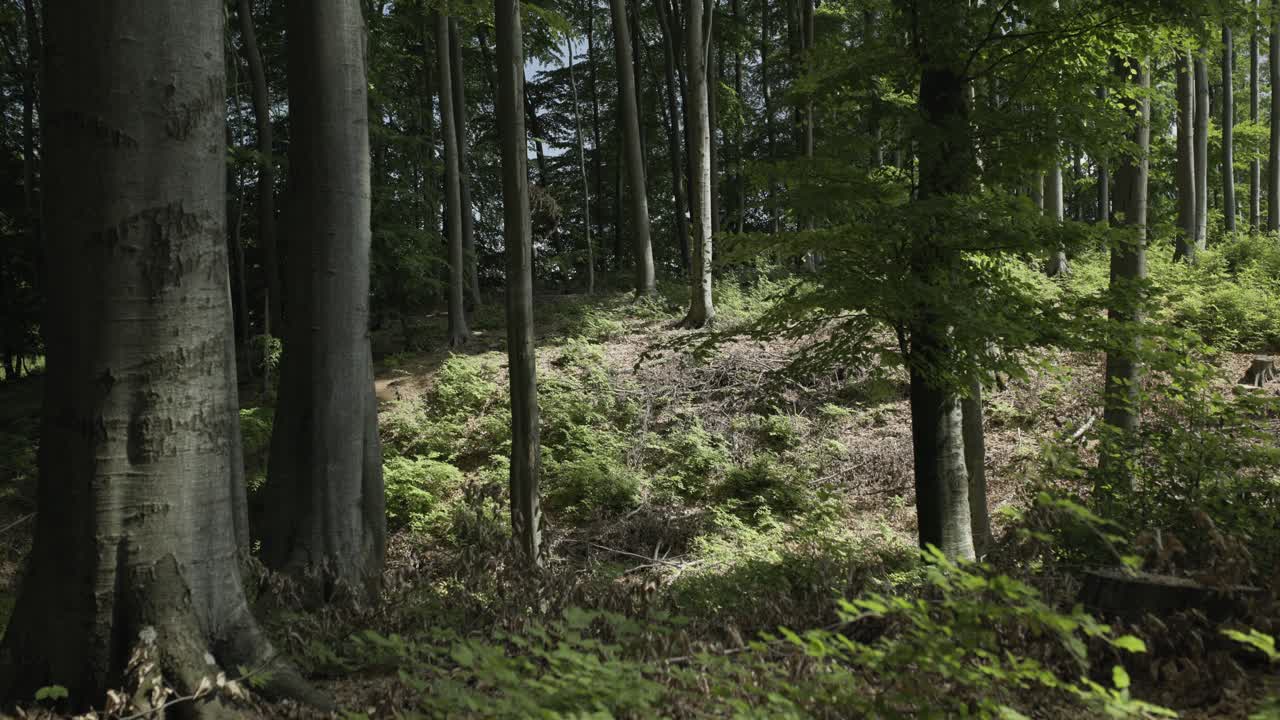 Passeggiata nel bosco in una calda giornata estiva