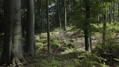 Walk-through-the-woods-on-a-hot-summer-day