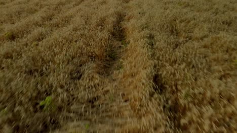 Vuelo-Rápido-Alrededor-Del-Campo,-Campos-De-Cereales-Dorados-Antes-De-La-Cosecha,-Tomas-Aéreas-Por-Drones