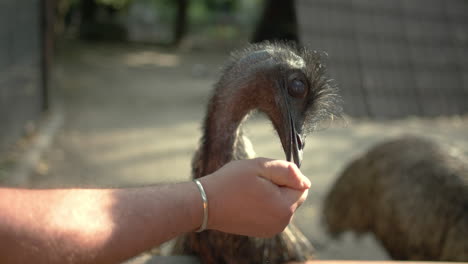 ostrich eating from a human hand