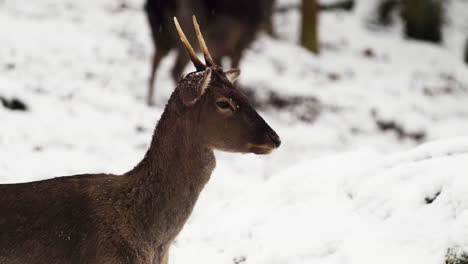 Junger-Damhirschbock-Steht-Still-Im-Schneefall-In-Einem-Winterwald